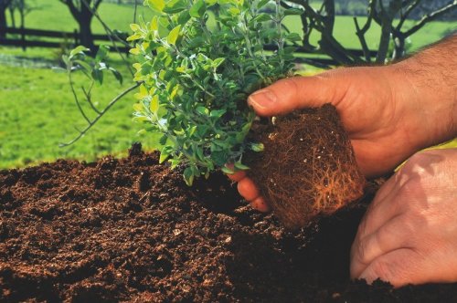 HORSiT Pferdemist Pellets Biodünger Naturdünger Gartendünger 5 Liter - 7
