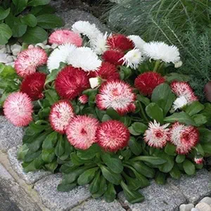 FLORICULTURE GREENS Flowers Seeds English Daisy Flower Mix Colour Seeds F1 Hybrid Seeds Pack