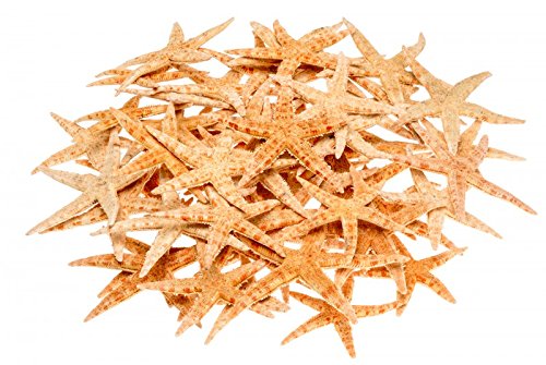 NaDeco® Sugar Seestern 8-10cm, 50 Stück | Deko Seestern | kleine Seesterne | Seesternchen