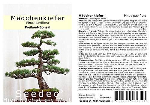 Seedeo Mädchenkiefer (Pinus parviflora) Bonsai 15 Samen - 2