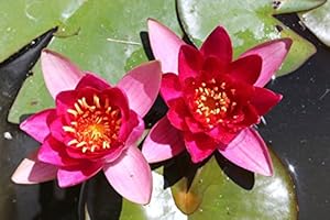 ZAC Wagner Zwergseerose Nymphaea froebeli wunderschöne Seerose Teichpflanze Schwimmpflanze