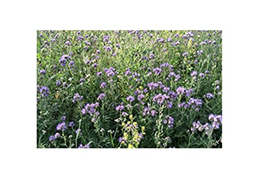 Gründüngung Phacelia Bienenweide 5 kg Frische Saat