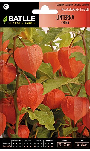 Semillas de Flores - Linterna China - Batlle
