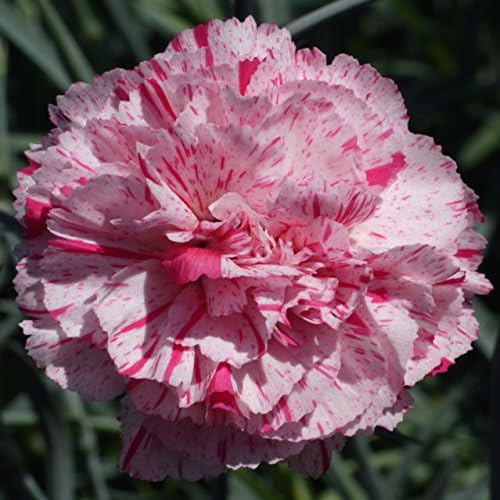 Dianthus (Garden Pink) 'Pinball Wizard' Hardy Scented Plant in a 10.5cm pot ready to plant in your garden
