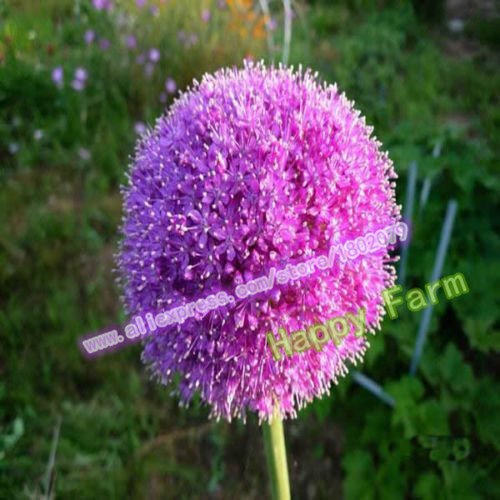 200 Stück Lila Riesen-Lauch Giganteum Schöne Blumensamen Gartenpflanze Geschenk - 3