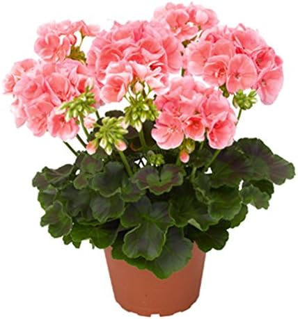 Vastravel Geranium Salmon Pink Perennial Flower 5 Pelleted Seeds