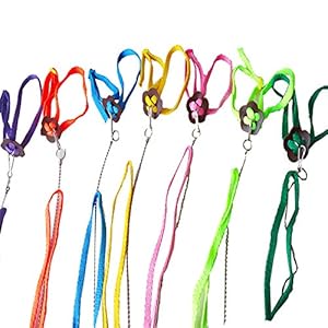 Runfon 1pc arnés Lagarto Adjustable Laisse Anti-Morsure Ajustable Aves Loro Lagarto
