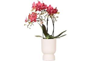 KOLIBRI Orchidées,Orchidée Phalaenopsis rose violet – Salvador + diabolo travertine – Diamètre du pot : 9 cm,Plante d'intérieur à fleurs – Fraîcheur du producteur