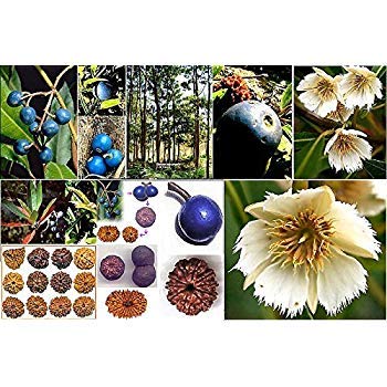 Creative Farmer Live Plant Rudraksha Plant Tree Original Reservoir Home and Garden (1 Healthy Plant)