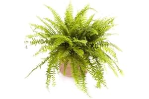 Jardinerie Liste Verte Fougère de Boston