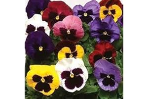 Flores Frescas Online Pensamientos Caja 15 Plantas Portes Gratis