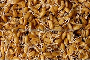 PREMIER SEEDS DIRECT ORG167 - Sprouting Seeds - Wheat - 40GM (Organic/BIO)