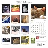 Image de Burmese Cats 2011 Calendar
