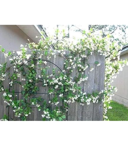 ジャスミン1/2 ジャスミン1/2 Amazon.co.jp: jasmine: ミュージック