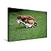 Produktbild Calvendo Premium Textil-Leinwand 45 cm x 30 cm Quer, Ein Motiv aus Dem Kalender Rhodesian Ridgeback Augen-Blicke | Wandbild, Bild auf Keilrahmen, Fertigbild Leinwand, Leinwanddruck Tiere Tiere