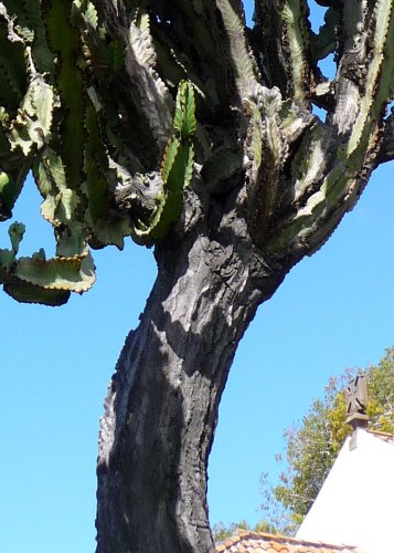 Tropica- Kakteen -Riesen-Wolfsmilch ( Euphorbia ingens ) – 10 Samen - 2