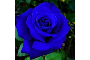 FOGCROLL 100 Pièces Graines de Rose Bleu, Rosiers à Planter Exterieur, Graines Fleurs à Semer, Graine de Fleurs de Rosier Bleu pour Jardin et Balcon, Facile à Planter, Rapide à Gemmer