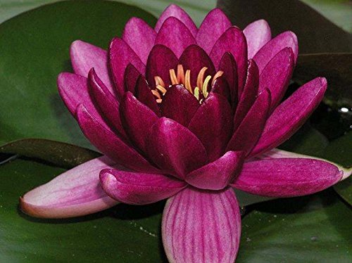 Nymphaea ROT, Seerose, 20 Samen