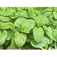LEMON BALM -Melissa officinalis - Herb garden 500 SEEDS