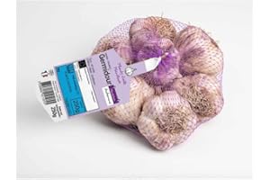 GERMIDOUR violet Ail a repiquer 500gr