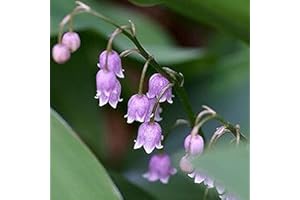 FLOWER FIELD STORY 12 Pezzi Rari Gigli della Valle Cipolla Cartamo Mughetto Fiore Viola Chiaro Convallaria Cipolle Pianta Pips