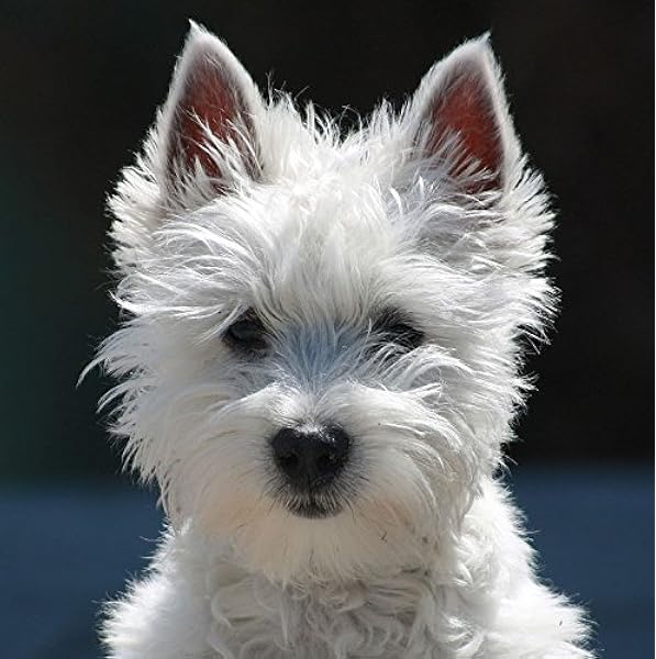 high westland terrier