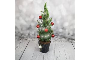 HAPPY PLANTING UK Mini Christmas Tree, Real Plant, with Pot Included! Delivered in Time for Christmas (Red)