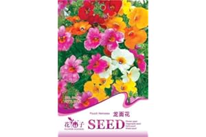 SVI Pouch Nemesia Semi colori misti colorato giardino pianta del fiore Seeds A164 da Mikedaoer
