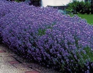 Echter Lavendel Samen Mehrjährig Winterhart bis -20C (Lavandula angustifolia) Lavender English
