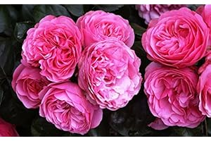 FLORANZA Rose Leonardo da Vinci Rosa Leonardo da Vinci Container Goods Quality A