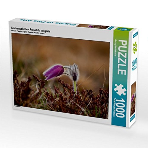 Preisvergleich Produktbild Küchenschelle - Pulsatilla vulgaris 1000 Teile Puzzle quer (CALVENDO Natur)