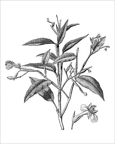 10x8 Print of Maranta arundinacea, also known as arrowroot, maranta, West Indian arrowroot (13751139)