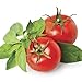 Produktbild 20 Servietten Frische Tomaten / Gemüse / Essen 33x33cm