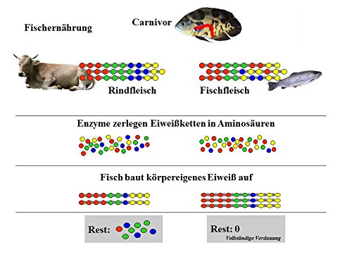 JBL 41017 Alleinfutter für mittlere Koi von Größe 15-35 cm, Pellets, Midi, 1er Pack (1 x 5.5 l) - 4
