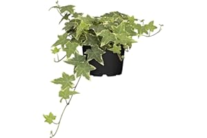 BLUMEN EBER Efeu 'Yellow Ripple' - Hedera helix 'Yellow Ripple', winterhart, gelb-grüns Laub - 12 cm