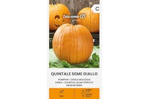 ŽALIA STOTELĖ Zalia Stotele | Calabaza gigante - Semillas de Quintale seme giallo | Semillas de hortalizas | Semillas de calabaza | la pulpa es amarilla, dulce | 1 paquete