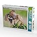 Produktbild Affen-Yoga Ein junger Bärenpavian oder Tschakma (Papio ursinus) kratzt sich am Kopf 1000 Teile Puzzle quer (CALVENDO Tiere)
