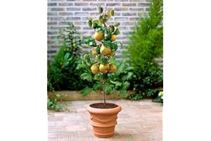 BAKKER Pero colonnare Conference -cad.-Arbusti