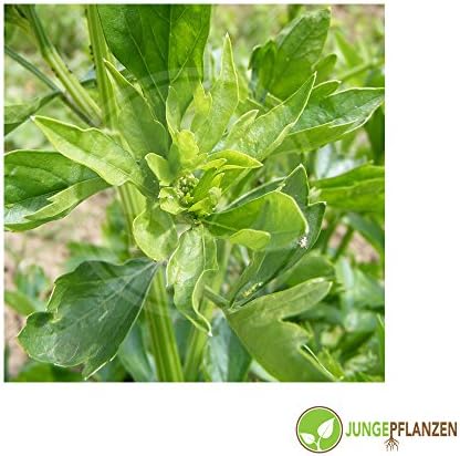 Herb Seeds - Lovage/Levisticum officinale - Apiaceae 100 Seeds
