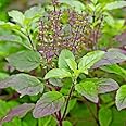 GREEN COLECTIONS Tulsi Live Ayurvedic Holy Basil Plant Krishna Bel Patra plant For Home Garden Real Rama Hari Shyama Indian Medicinal Herbal (Green and Black Plant)