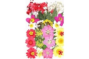 HAR LONDON FASHION Natural Real Dried Pressed Flowers Set with Tweezers, Colorful Resin Flowers for Jewelry Making, DIY Candle, Bookmark, Face Makeup, Resin Mold, Scrapbook etc (Set 5#79)