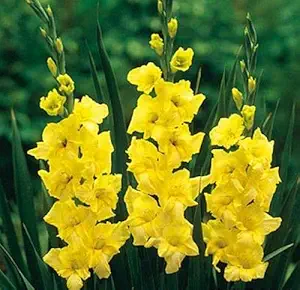 FernsFly IMP. Sword lily Gladiolus | Gladiola | Gladioli Flower Bulbs Home Outdoor Flowering Gardening Bulbs Blooming planting (Pack of 7 Yellowstone Gladiolus)