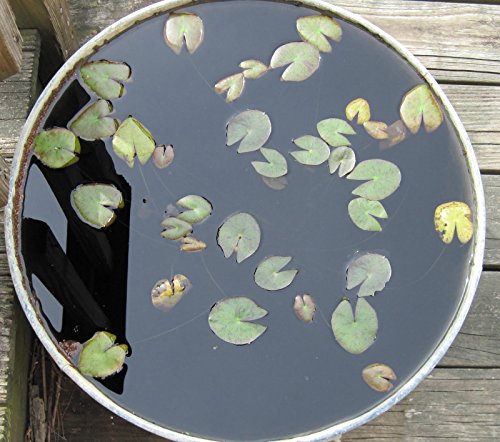 5 gelbe Seerose Nymphaea Sp Pad Pond Blumensamen durch Live-Samen - 4