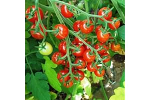 TROPICAL PLANTS UK BRITISH GROWERS 3 x Cherry Tomato Plants – Fresh Vine Tomatoes | Outdoor Garden Ready Plants in 10.5cm Pots | Greenhouse or Patio Growing | 15-30cm Tall (Sweet Aperitif)