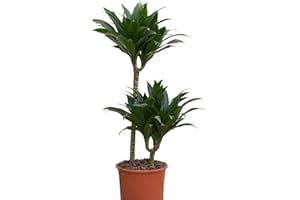 THOMPSON & MORGAN Dragon Tree Large House Plant Compacta Easy to Grow and Tolerant Variety, Ideal Indoor Feature Plant, 1 x Dracaena Fragrans Compacta Plant in a 19cm Pot by Thompson and Morgan