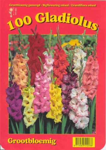 ANGEBOT : Gladiolus - Gladiole " Prachtmischung " 100 Blumenzwiebeln 8/10/12/