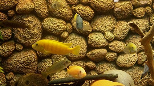 Preisvergleich Produktbild Go aquarium 3D Aquarium-Hintergrund in Atemberaubende Cobblestone X 2