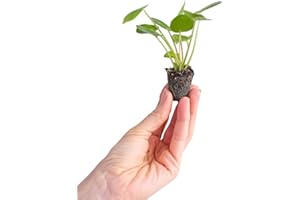 DECOALIVE Mini Planta del Dinero China - Pilea Peperomioides - Planta Natural de Interior