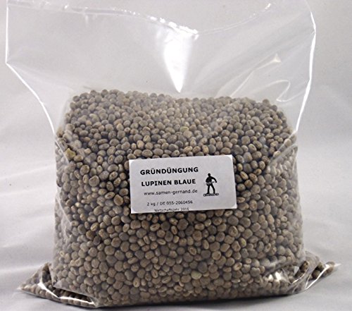 Gründüngung Lupinen Blau 2000 g Frische Saat