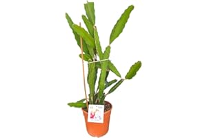 FIORI COMMESTIBILI BIO Pianta di PITAYA (ALTEZZA, 90-100 cm) - Il Frutto del Drago - Azienda agricola Carmazzi